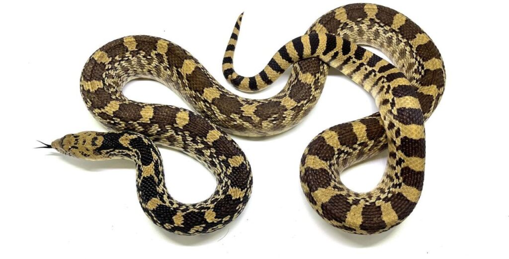 Coiled Bullsnake with a striking brown and yellow patterned body, displayed on a white background.