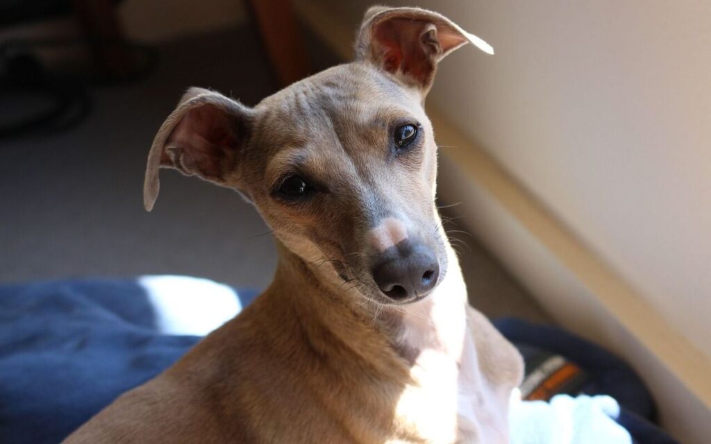  A small, tan dog with a slender build and expressive eyes tilts its head slightly, bathed in soft natural light coming through a nearby window. Its curious and endearing expression creates a warm and intimate moment.