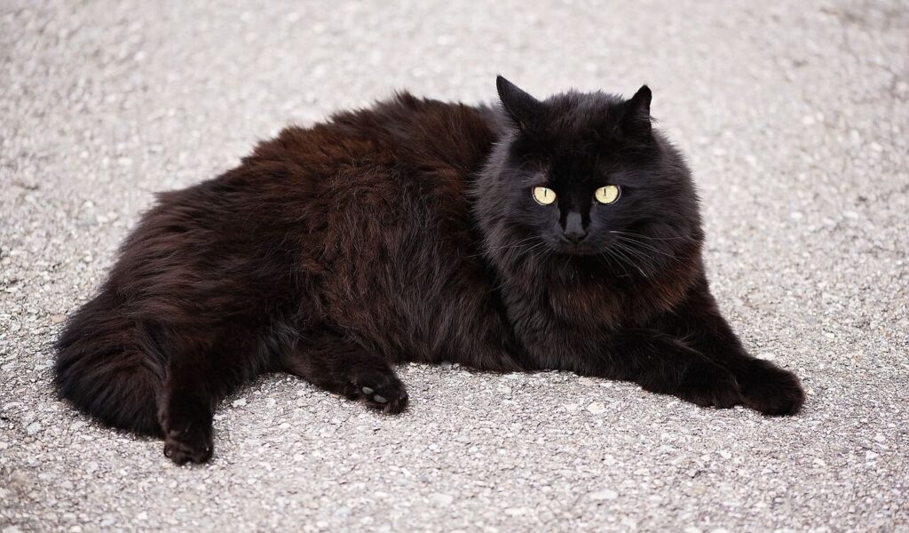 Black Turkish Angora cat lying on gravel ground.