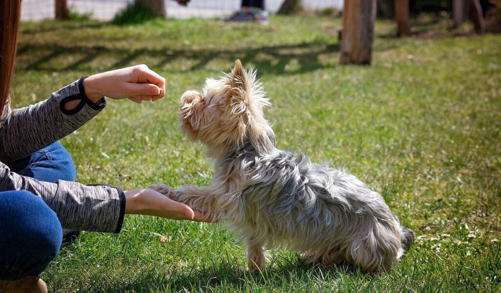 Small dog giving its paw to a person in a grassy yard.