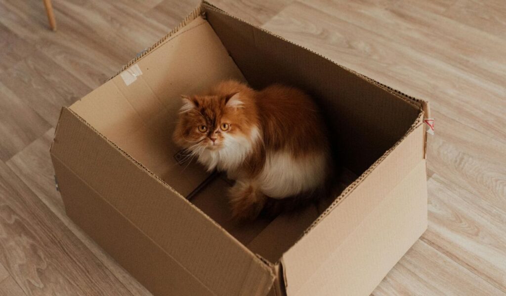 Orange and white Persian cat sitting in a cardboard box.