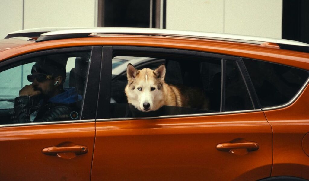 A Husky dog with piercing blue eyes.