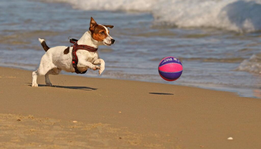 A Jack Russell Terrier wearing a red harness.