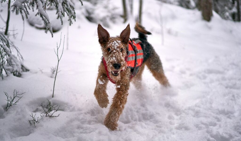 Airedale Terrier wearing a red vest running.