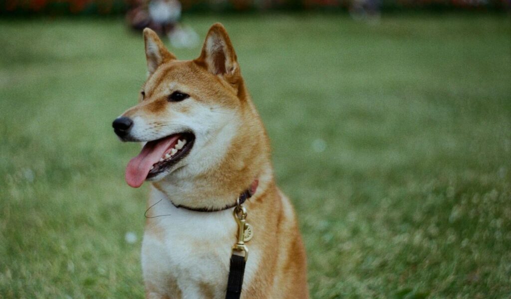 Shiba Inu dog sitting on grass with its tongue out.