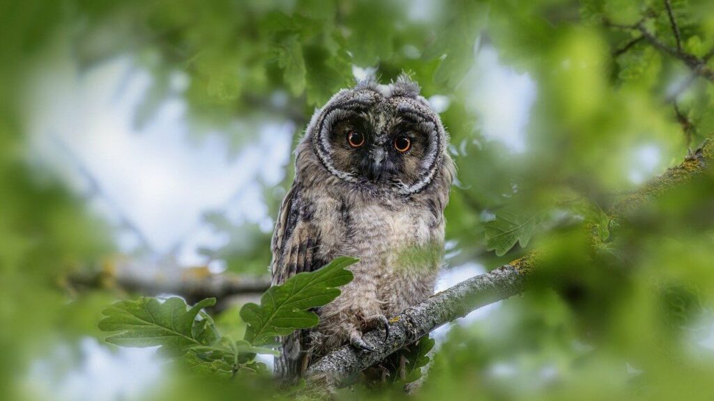 A Long-eared Owl perched among lush green foliage, its orange eyes and ear tufts blending beautifully with the serene forest backdrop.