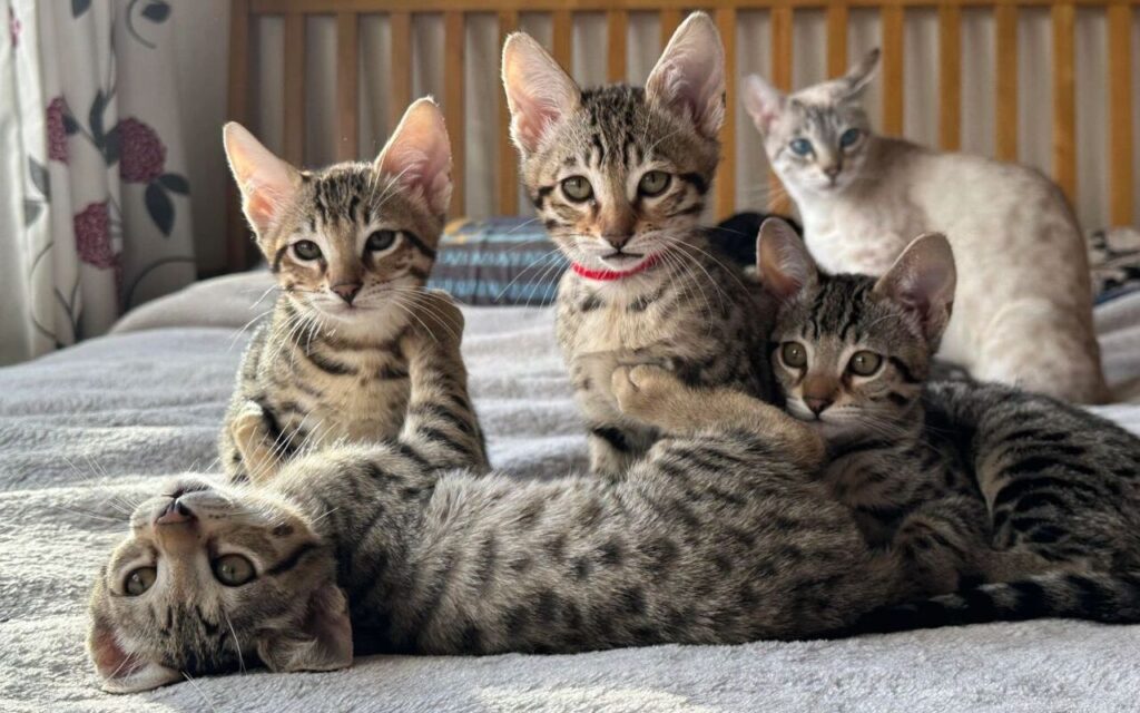 Group of playful spotted kittens on a bed with one adult cat in the background.