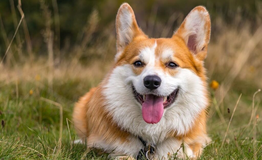 Happy Corgi lying in the grass.