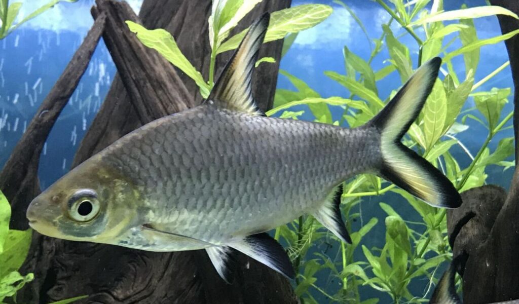 Silver Bala shark swimming near plants.