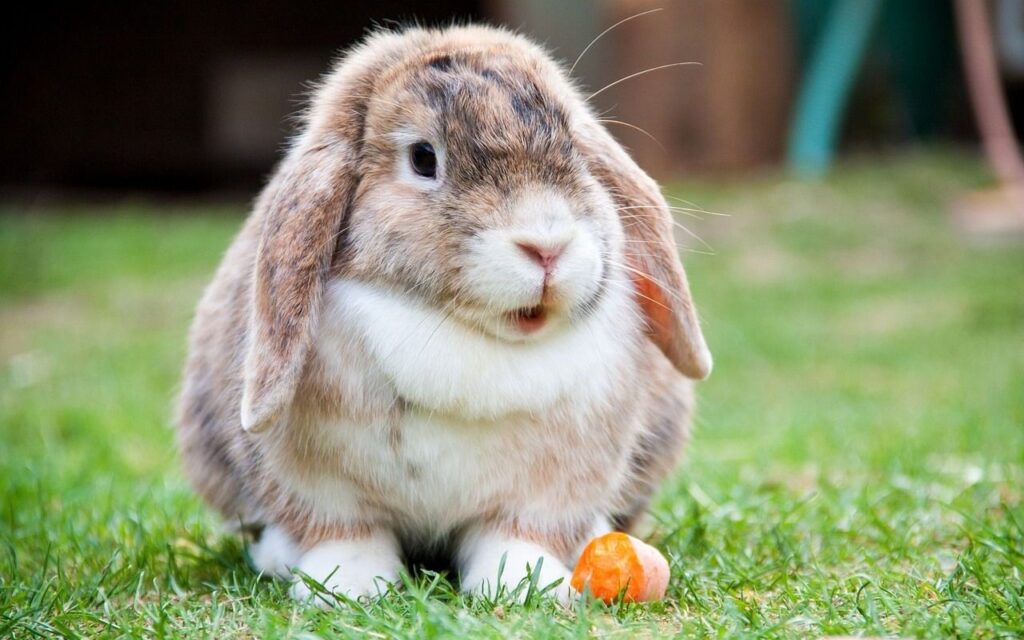 Lop-eared rabbit on grass with carrot.