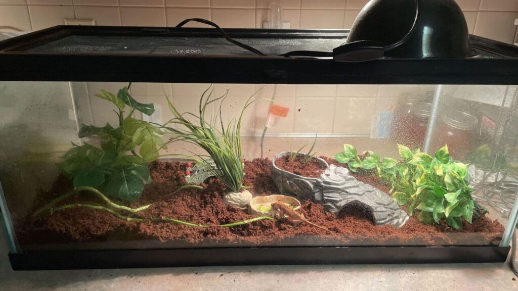 A terrarium setup with a coconut fiber substrate, artificial plants, and a decorative hide shaped like a shoe. A small lizard is visible near the center, blending into the reddish-brown substrate. The enclosure is illuminated by a heat lamp, providing a warm and humid environment. The background features a tiled wall, indicating its placement on a countertop.