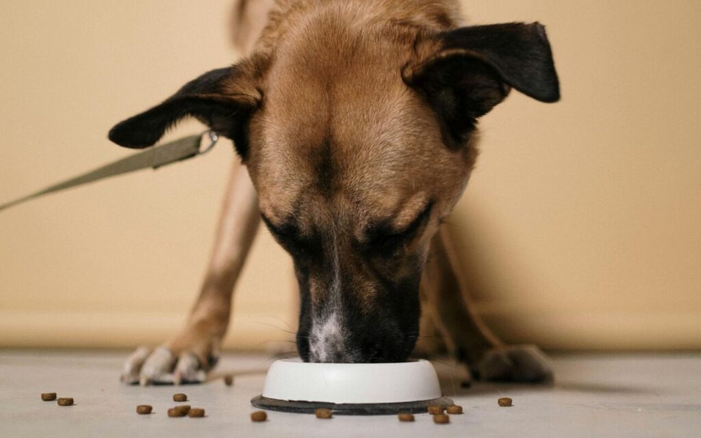 Dog eating from a food bowl with some kibble scattered around.