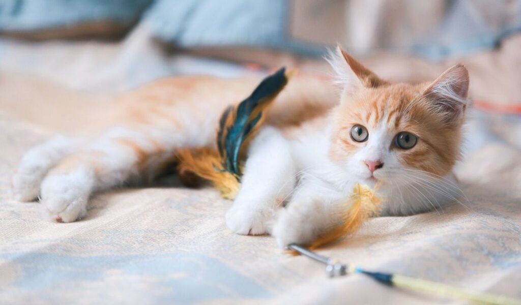 An orange and white fluffy kitten with big green eyes lying on a patterned beige bedspread, playing with a feathered toy. The background is softly blurred, creating a cozy indoor scene.