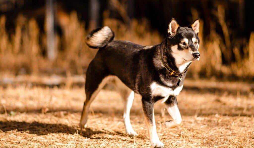 A black and white Shiba Inu walking confidently through a sunlit field with a focused expression and a curled tail.