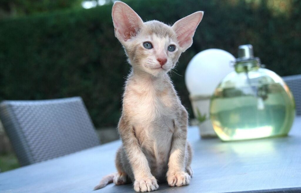 An elegant Oriental Shorthair kitten sitting on a table outdoors. The kitten has large, upright ears, a slender body, and almond-shaped blue eyes, showcasing its distinctive breed traits. In the background, there’s a green garden, a glass decor piece, and patio furniture, adding to the serene ambiance.