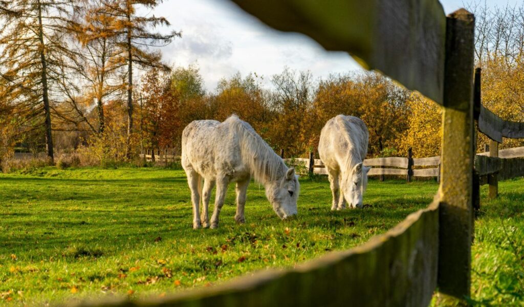 Two white horses grazing peacefully in a lush green pasture surrounded by wooden fencing. The scene is set during a sunny autumn day, with golden leaves on nearby trees and soft shadows adding warmth to the tranquil rural landscape. A wooden fence in the foreground frames the idyllic view.