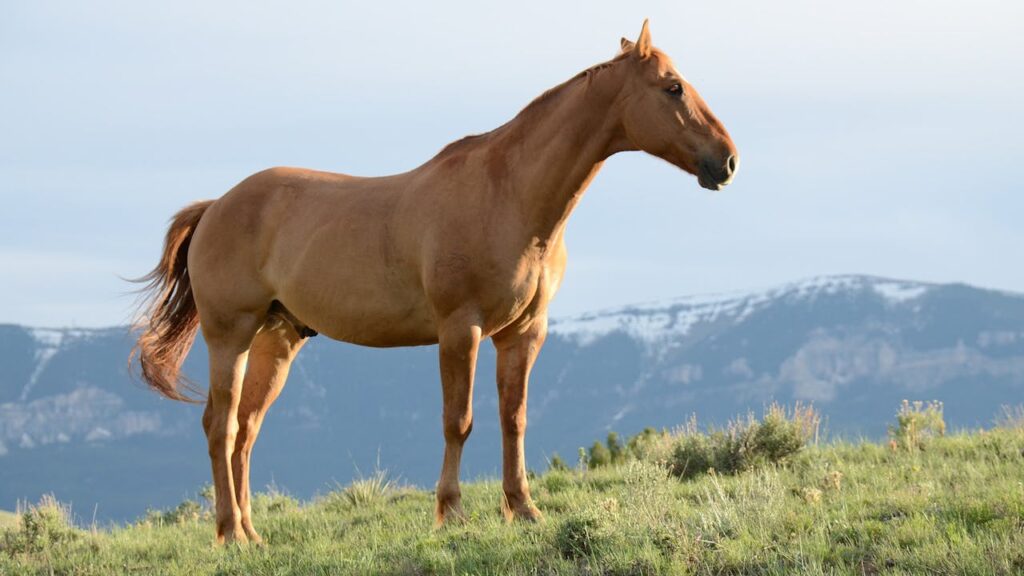 A majestic chestnut horse standing proudly on a grassy hill