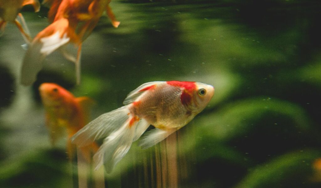 White and red goldfish swimming in a tank.