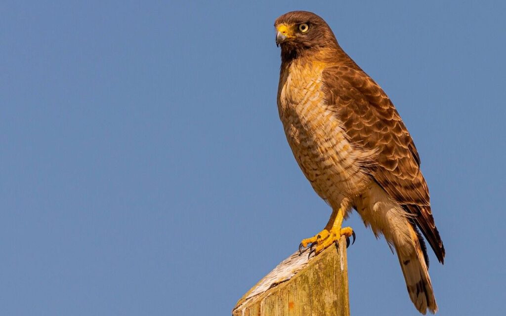 hawk perched on a wooden post