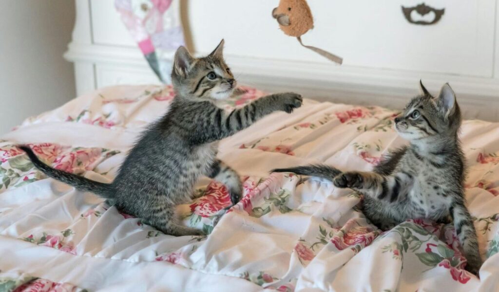 two kittens playing on a bed