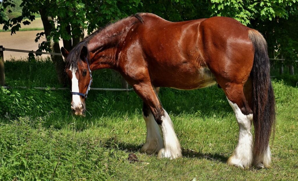 A horse grazing in a field.