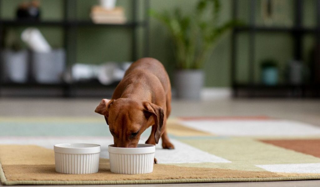 Dachshund sniffing food bowls on a rug.