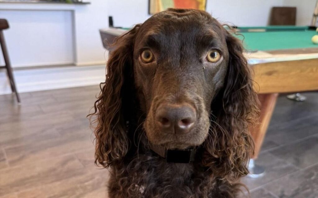 American Water Spaniel with curly fur.