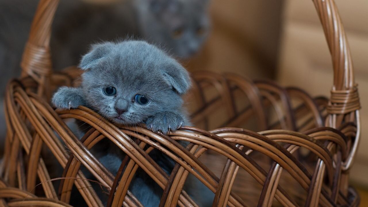 Kitten in a basket looking up.