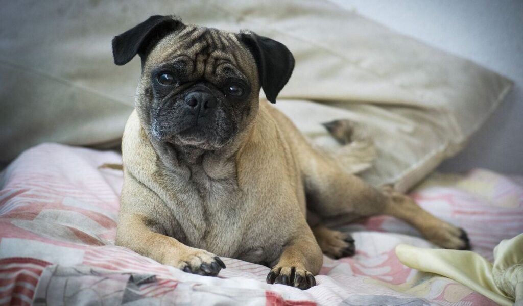 Pug lying on a bed, looking at the camera.