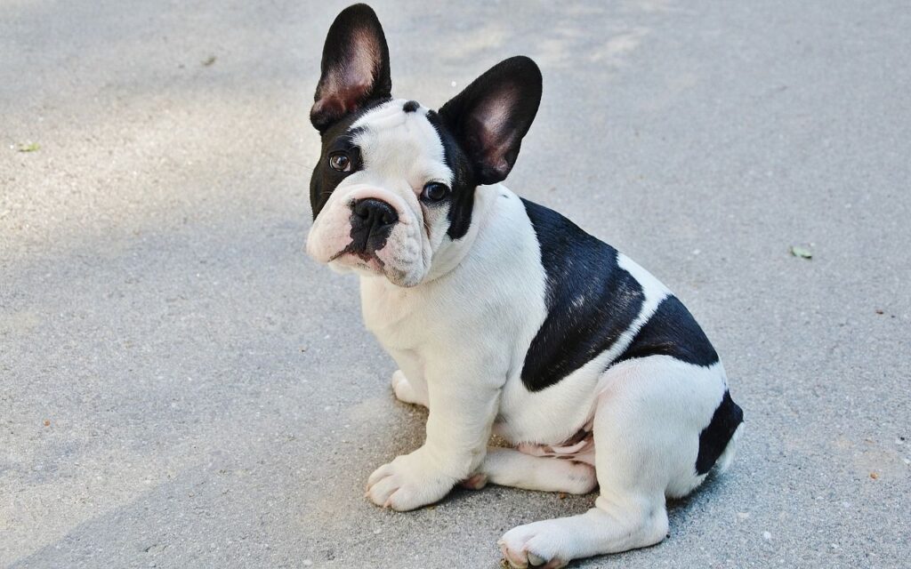 French Bulldog breed sitting on a concrete surface, looking at the camera.