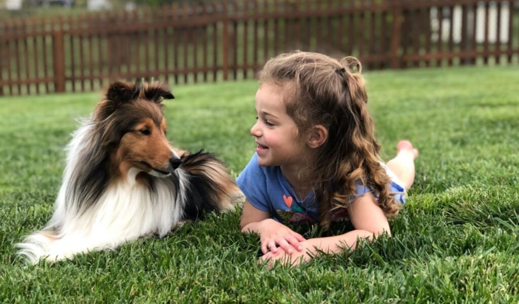 Shetland Sheepdog and young girl playing together.
