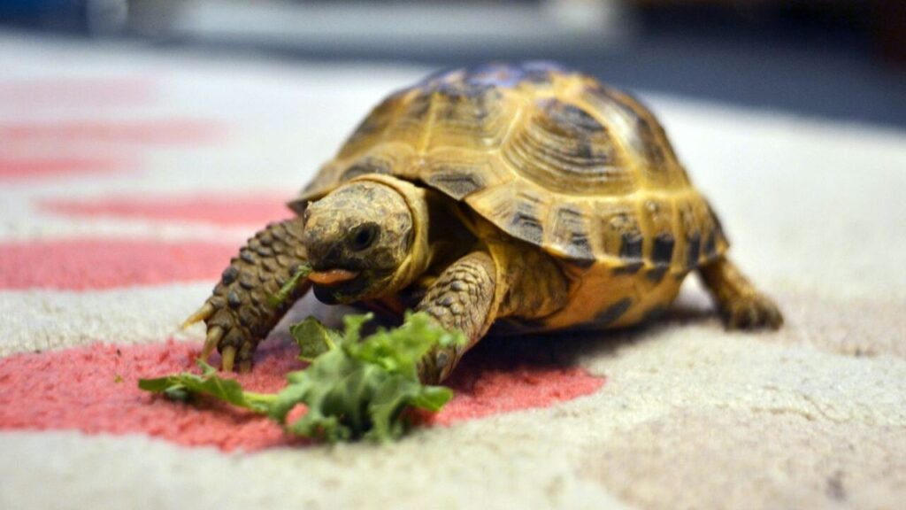 A turtle eating leafy greens on a patterned carpet.