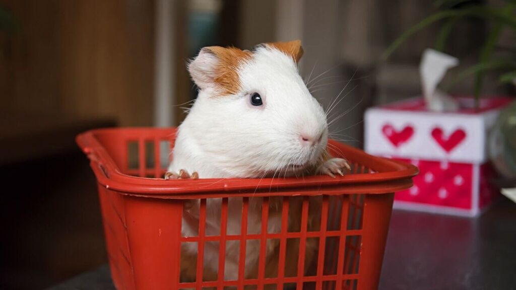 A white guinea pig with brown markings sitting upright in a small red plastic basket, curiously looking out, with a tissue box featuring heart designs in the blurred background.