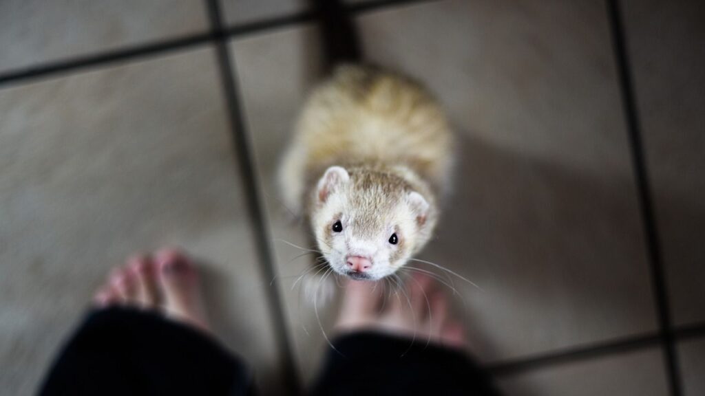 A light-colored ferret looking up curiously at the camera while standing on a tiled floor, with a person's feet partially visible in the foreground.