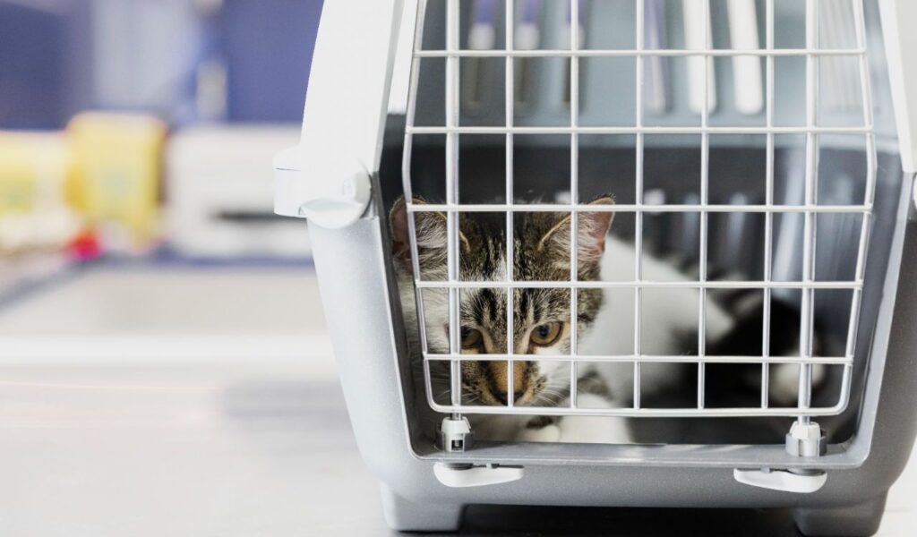 cat inside a carrier