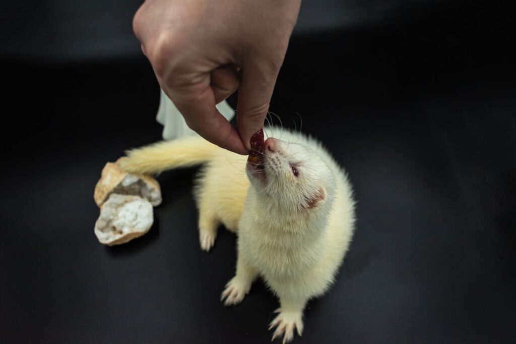 Ferret Eating
