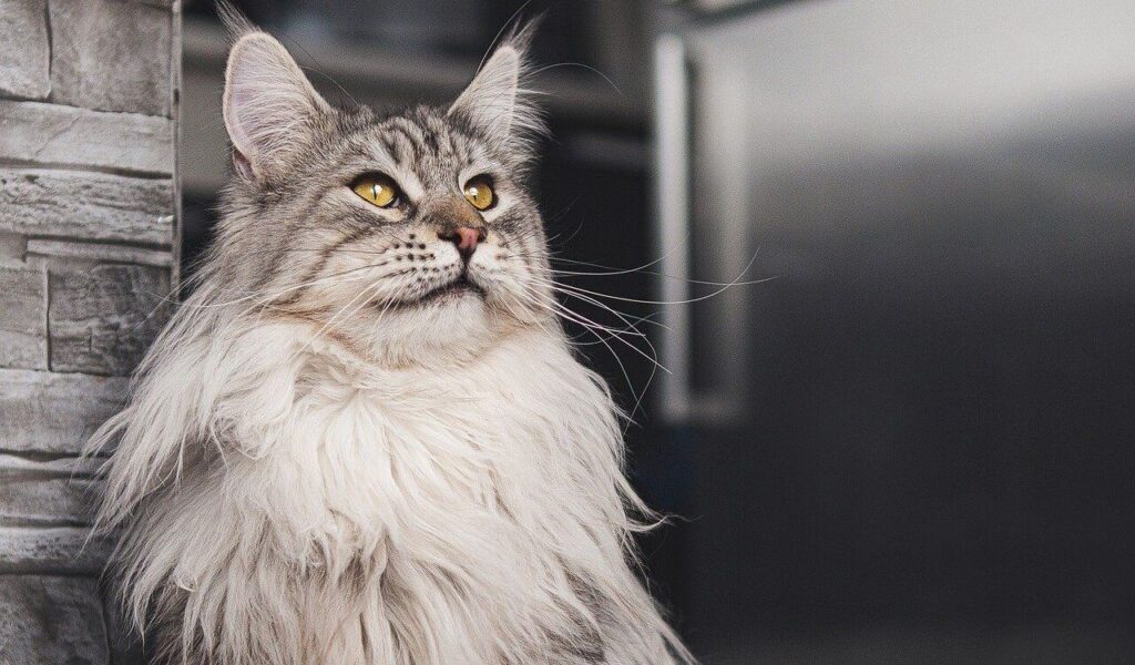 Maine Coon cat indoors