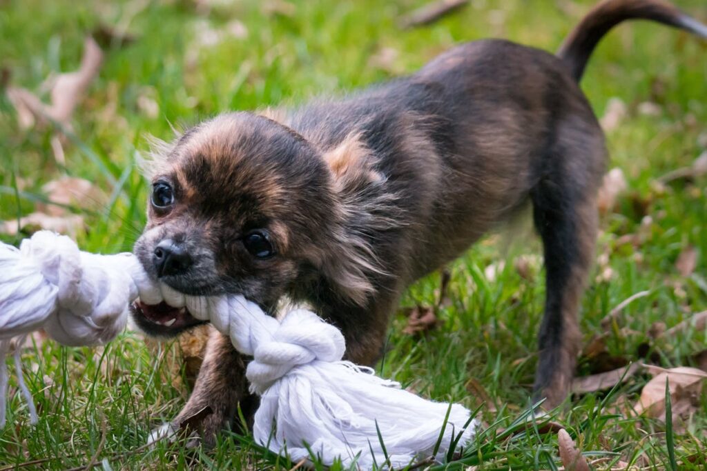 puppy tug-of-war