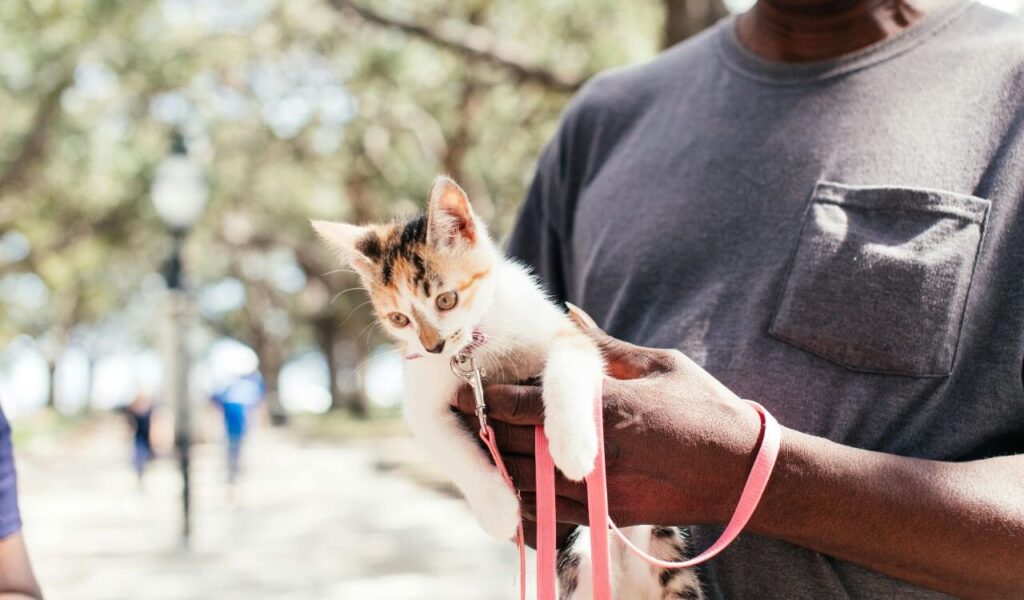 kitten on pink leash