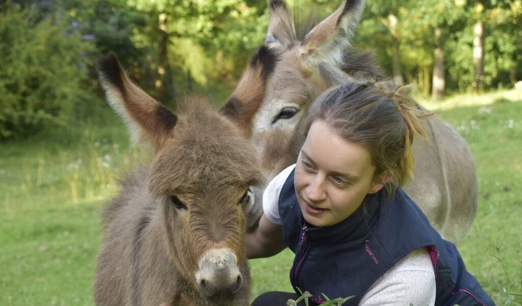 Fun Facts About Donkeys You Didn’t Know