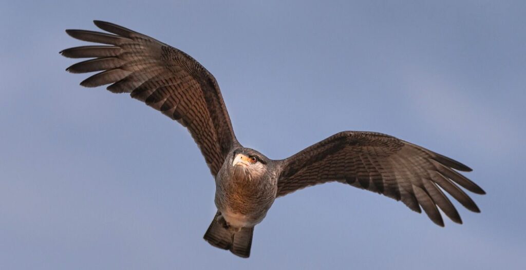 hawk flying with wings spread