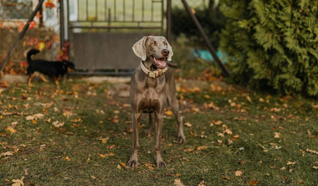 Dogs With Minimal Need for Baths