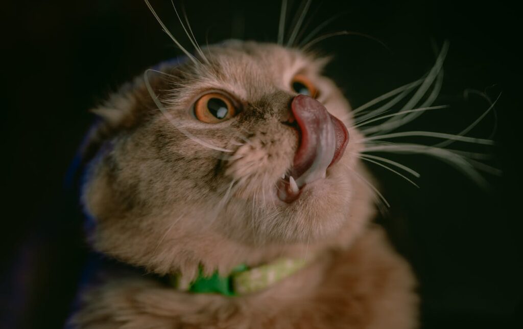 Brown tabby cat dramatically curling its tongue