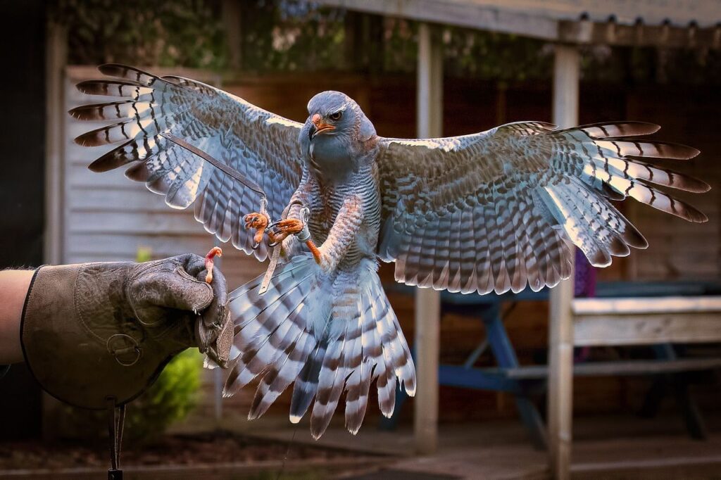 Falcon landing on glove with prey.
