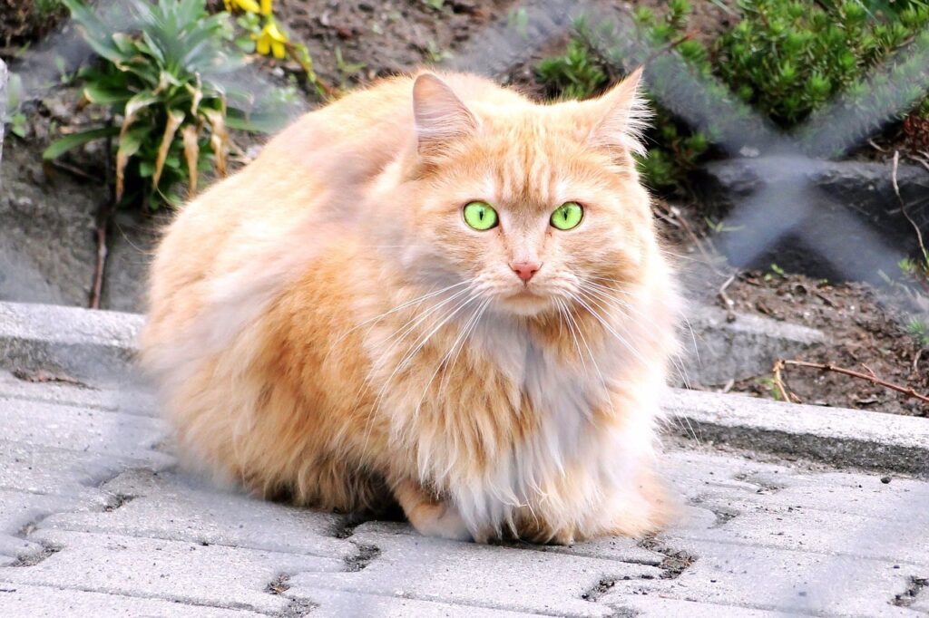 Golden feline with piercing vivid green eyes.