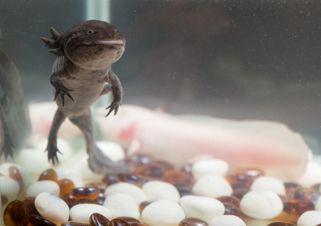 axolotl