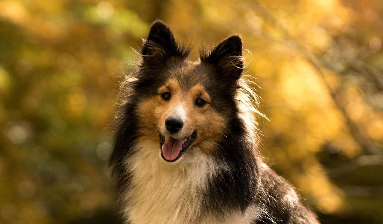 A cheerful Shetland Sheepdog with a sable and white coat and fluffy fur, sitting in front of a golden, sunlit background. The dog's mouth is open, showing its happy expression.