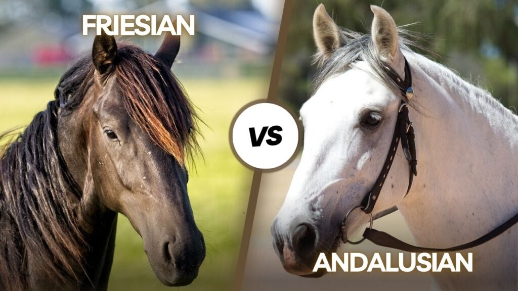 Friesian vs Andalusian