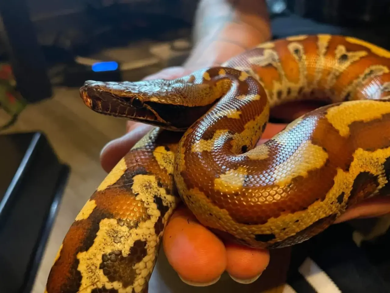 Blood Python