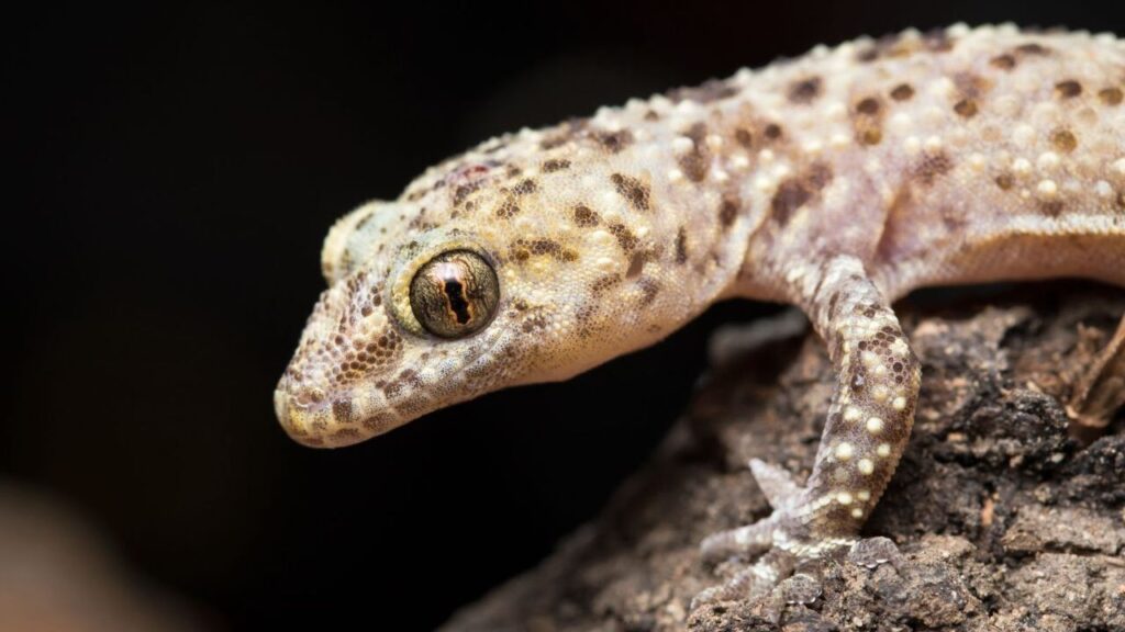Close-up of a light beige and brown speckled gecko resting on a piece of dark, textured wood. The gecko’s large, golden eyes with vertical pupils are striking against its patterned skin. Its small limbs are detailed with tiny white spots, and its textured body blends naturally with its surroundings. The dark background highlights the gecko’s intricate markings and vibrant eye.